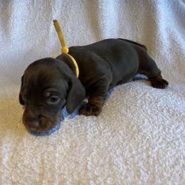 Moses - Chocolate and tan male Dachshund puppy in Mocksville, North Carolina from The Dachs of Hazzard Dachshunds