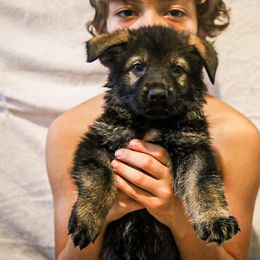 German Shepherd Puppies from Vonherdom German Shepherds