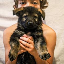 German Shepherd Puppies from Vonherdom German Shepherds