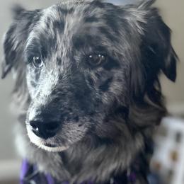Australian Shepherds from Aussie Angels