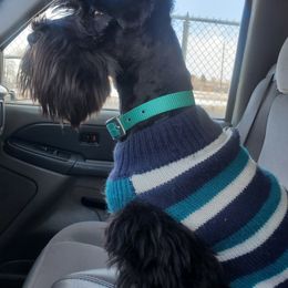 Miniature Schnauzer Puppies from Flyover Farms