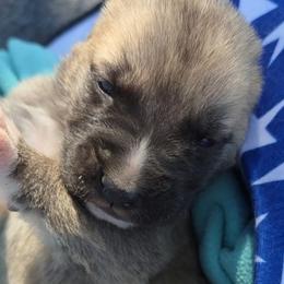 Boy 2 - Fawn male Turkish Boz Shepherd puppy in Steamboat Springs, Colorado from Emerald Mtn Ranch LLC