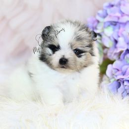 AKC Black Merle Parti - Blue merle male Pomeranian puppy in Sacramento, California from My Precious Poms