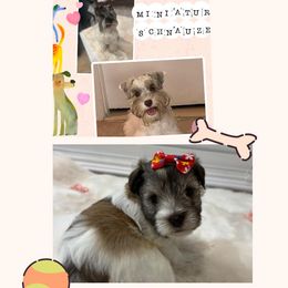 Miniature Schnauzer Puppies from Kokis's Friends