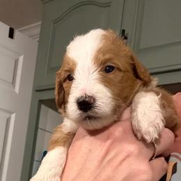Hot Pink (Myrtle) - Yellow and white female Bernedoodle puppy in Moulton, Alabama from Triple W Doodles