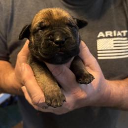 Yellow collar female - Fawn female Boerboel puppy in Bon Aqua, Tennessee from Erickson Ranch Boerboels