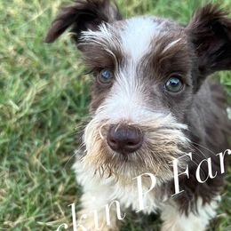 Miniature Schnauzers from Rockin P Farms