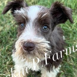 Miniature Schnauzers from Rockin P Farms