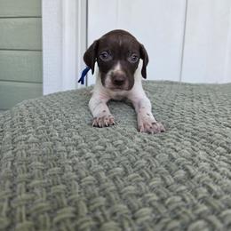 Blue Boy - Liver and white male German Shorthaired Pointer puppy in Nampa, Idaho from Heart Mountain Cavaliers & Floating Feathers Kennel