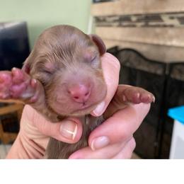 Harry - Dapple male Dachshund puppy in Lake Mary, Florida from Lakeside Doxies
