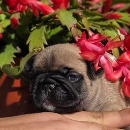 Blue collar boy Tonka - Fawn male French Bulldog puppy in Polk City, Florida from Best Friend Frenchies, LLC