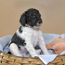 Bear - Parti male Goldendoodle puppy in Idaho Falls, Idaho from High Quality Goldendoodles