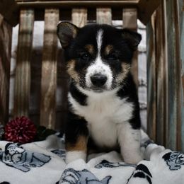 Shiba Inu and Shih Tzus from Highline Puppies