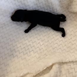 Spencer - Black male Poodle puppy in Tallahassee, Florida from Bows and Bow Ties