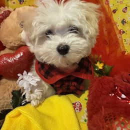 Maltese Puppies from The Royal Furbabies