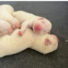 Honey - White female Great Pyrenees puppy in Murfreesboro, Tennessee from Storybook Tails Farm