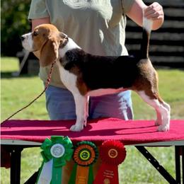Moxie - Beagle