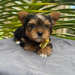 Kala Frederick Flair - Blue and gold male Yorkshire Terrier puppy in Waianae, Hawaii from Makanalani Yorkies and Iggys