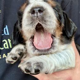 1 - Black white and tan male English Springer Spaniel puppy in Natural Bridge, Virginia from Sara's English Springer Spaniels