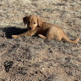 Lily - Golden female Golden Retriever puppy in Wellington, Colorado from High Country Golden Retrievers