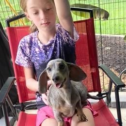 JESSE - Dachshund