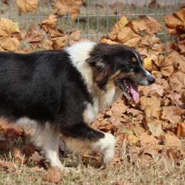 Pandora - Australian Shepherd