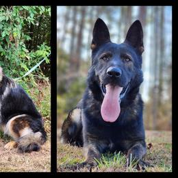 German Shepherd puppies from Raven Oak's Shepherds & Dachshunds
