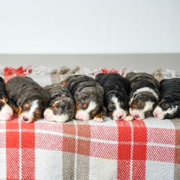 Bernedoodle Puppies from Down Home Doodle