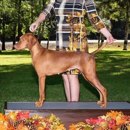 Izzy - Vizsla