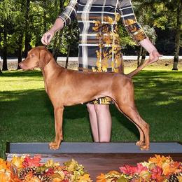 Izzy - Vizsla