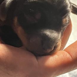 Dachshund Puppies from Hot Diggity dogs