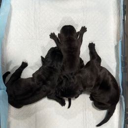 Female 3 - Black female Cane Corso puppy in Cashion, Oklahoma from APEXOK Cane Corsos LLC