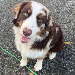 Outlaw - Australian Shepherd