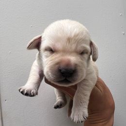 Male Pick Number 7 - Yellow male Labrador Retriever puppy in Husser, Louisiana from Kristen