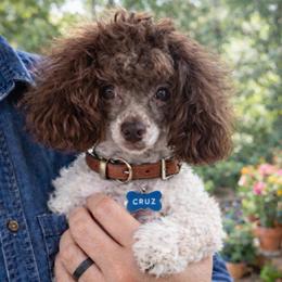 Cruz - Poodle