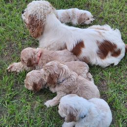 Cocker Spaniel Puppies from Gates Cocker Spaniels