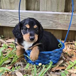 Tuxedo Male - Black and tan male Dachshund puppy in Avon Park, Florida from Dachshunds