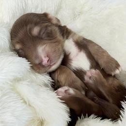 Sally - Chocolate and cream female Dachshund puppy in Perris, California from THE DACH HOUSE ♡