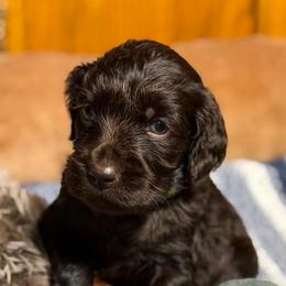 Ripley - Chocolate female Boykin Spaniel puppy in Van Buren, Arkansas from Arklahoma Boykins