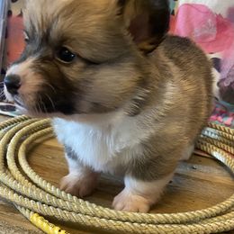 Pembroke Welsh Corgi Puppies from Ok Puppy Korral