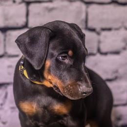 Yellow Girl - Red and rust female Doberman Pinscher puppy in Shelby, North Carolina from IronBee Dobermans