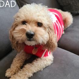 Waffles - Cockapoo