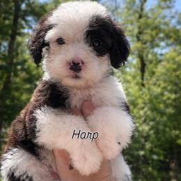 Harp - Black and white female Sheepadoodle puppy in Rocky Point, North Carolina from CelticDoods