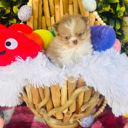 Churro - Chocolate merle male Pomeranian puppy in Buck Valley, Pennsylvania from Buck Valley Pomeranians