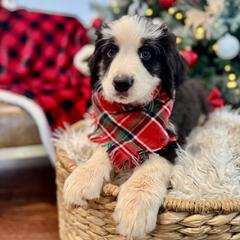 Assorted Doodle Crosses, Aussiedoodle, Australian Mountain Doodle, and Miniature Australian Shepherd Puppies from Aspen Mountain Doodles LLC