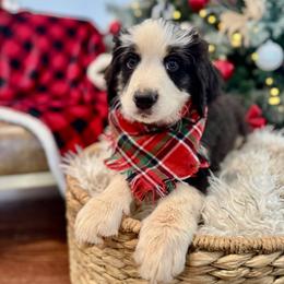 Assorted Doodle Crosses, Aussiedoodle, Australian Mountain Doodle, and Miniature Australian Shepherd Puppies from Aspen Mountain Doodles LLC