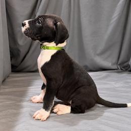 Cinna - Mantle male Great Dane puppy in Montgomery, Texas from KD Sweet Southern Danes