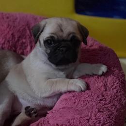 Martin - Fawn male Pug puppy in Saint Pauls, North Carolina from Copperfield’s Goldens