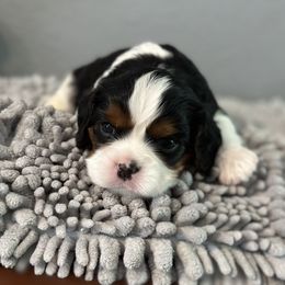 Charlie - Tri-color Cavalier King Charles Spaniel puppy in Lambertville, Michigan from Dream Dog LLC