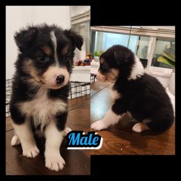C-BLACK TRI COLOR - Black tri-color male Australian Shepherd puppy in Yakima, Washington from Luna's Australian Shepherd